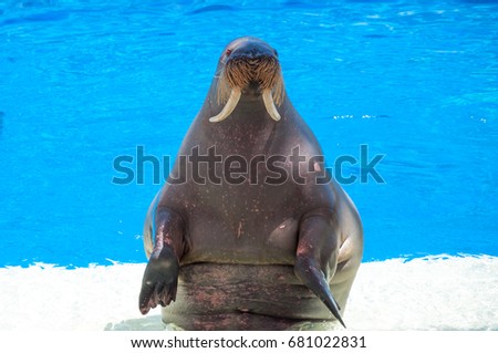 walrus in the swimming pool on a marine mammals show 