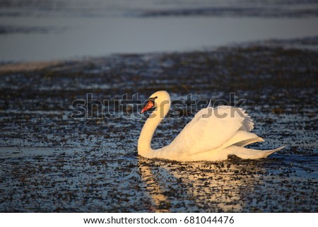 Wild nature of the Astrakhan delta. A swan. The Astrakhan region. Russia.