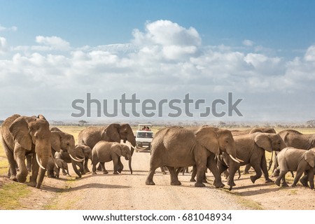Tourists on safari watching and taking photos of big hird of wild elephants crossing dirt roadi in Amboseli national park, Kenya. Peak of Mount Kilimanjaro in clouds in background. Royalty-Free Stock Photo #681048934