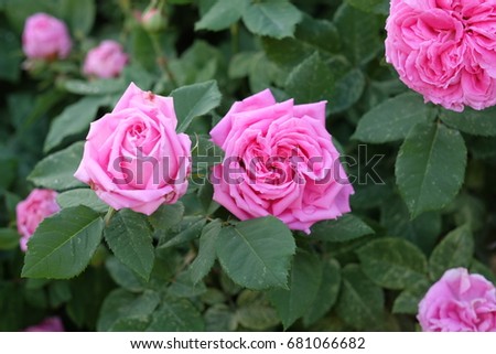pink roses tree