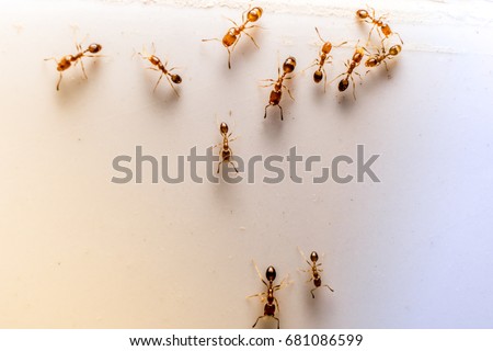 Ant and Ants