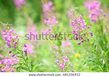 Pink flowers of fireweed (Epilobium or Chamerion angustifolium) in bloom ivan tea. Flowering willowherb or blooming sally