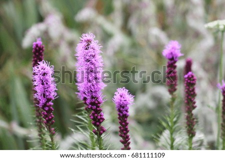 Closeup picture of purple garden flowers
