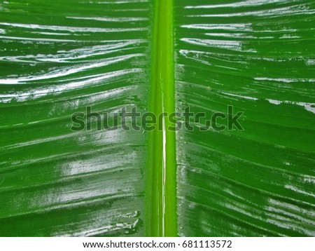 Close up of  banana leaf background