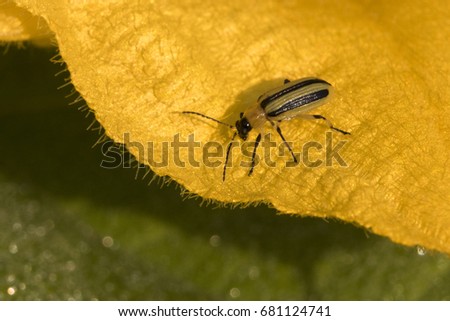 Striped cucumber beetle (Acalymma vittatum) Royalty-Free Stock Photo #681124741
