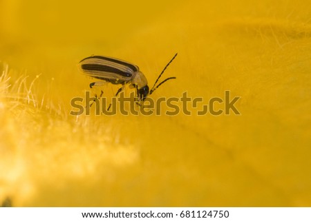 Striped cucumber beetle (Acalymma vittatum) Royalty-Free Stock Photo #681124750