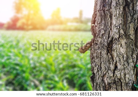 Tall trees on the fields