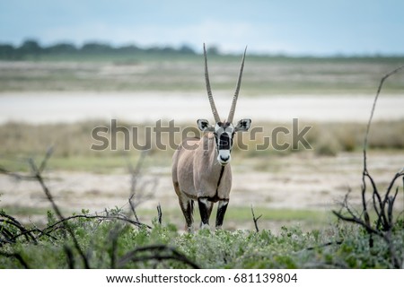 Oryx starring at the camera in the Etosha National Park, Namibia.