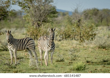 Two Zebras starring at the camera in the Etosha National Park, Namibia.