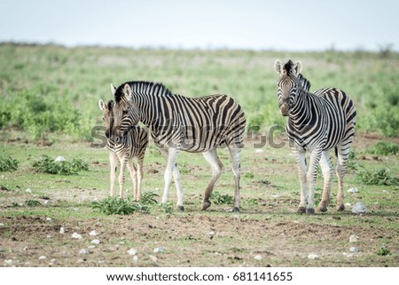 Herd of Zebras standing in the grass in the Etosha National Park, Namibia.