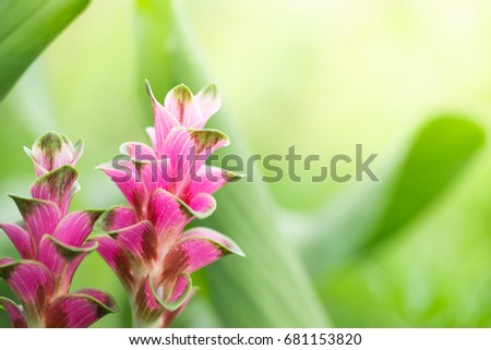 Nature of flower in garden using as background natural flora wallpaper or template brochure landing page design