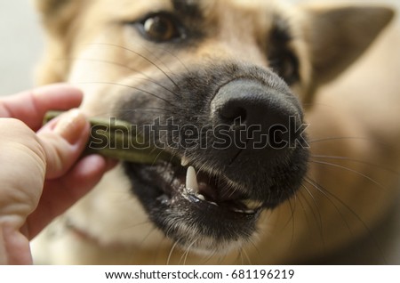 Hand give dental stick to a dog. Teeth animal health care. Tasty Dentist stick in dog mouth. Close up of Big dog jaws and black muzzle. Prevention for strong clean tooth Royalty-Free Stock Photo #681196219