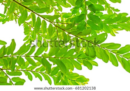Green leaves on white background for isolated, Background by green leaf on white background for isolated with clipping path, Green leaves from guava on white background for cut of
