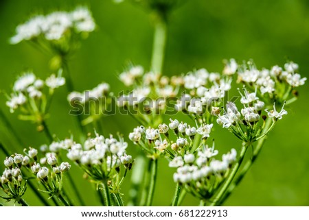 white spring flowers on green background with shallow depth of field