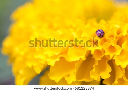 Beautiful yellow marigolds and ladybug  can be used as a background or a screen.
