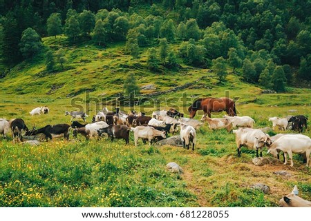 In a lovely green field, horse and goats graze together. Very beautiful juicy picture overlooking the field in Norway