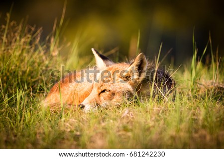 Red fox lies in the grass