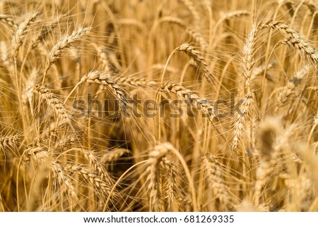 Golden wheat in the field, closeup, selective focus. Spikes of ripe wheat field background, free space. Agriculture, agronomy and farming background. Harvest concept