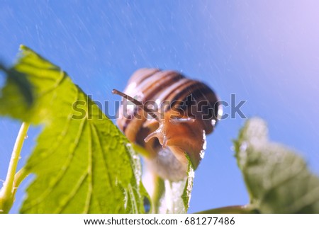 Snail in the raine, macro photography 