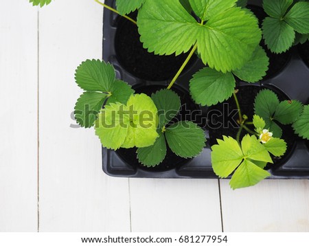 Art green strawberry leaf , Strawberry tree leaves , Wild strawberry leaves background