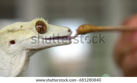 Adorable Crested Gecko Happily Eating
