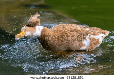 
Duck in water