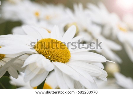 Chamomile flowers on a flower bed