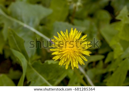 Blooming dandelion (Taraxacum officinale) in close-up on bright spring sunny day. Common yellow dandelion flower on abstract green background. Shallow depth of field. Selective focus.