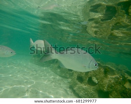 Bermuda chub fish swimming in a Coral Reef in Cayman Island