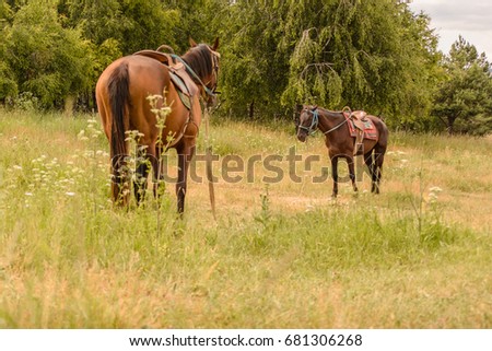 Two brown horses standing on a meadow in front of the forest. One horse stands backside, another one looks into the camera.