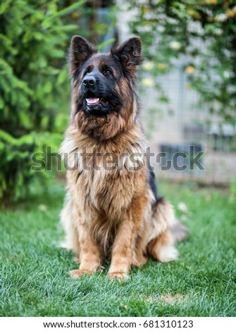 A long-haired German shepherd poses in the yard