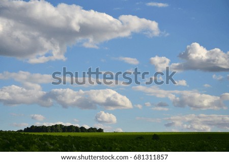 A rural landscape with a green field of late sunflowers under a cloudy blue sky