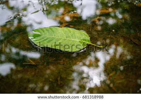 Leaves on the water top view
