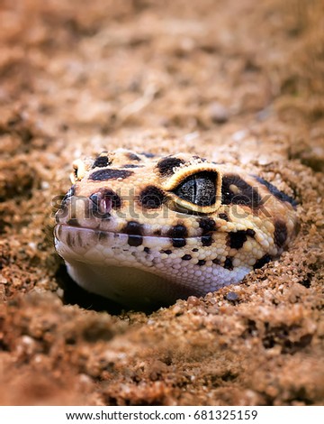Peep Up Gecko