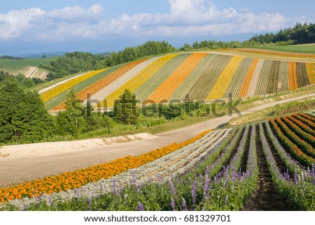 Colorful of flower bed on hill in summer at Biei, Hokkaido, Japan