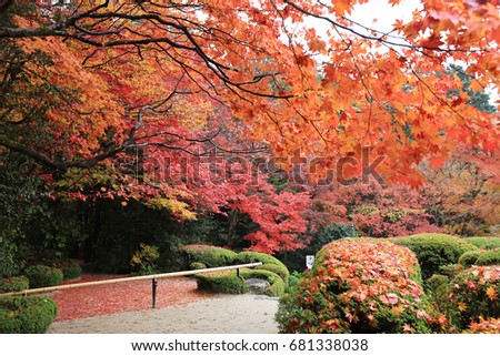 a fall season of  Shisen-do garden, kyoto