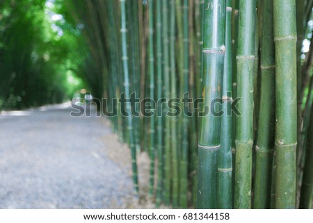 Green bamboo forest among road and walkway.