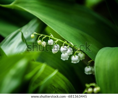 lily of the valley, may-lily. a widely cultivated European plant of the lily family, with broad leaves and arching stems of fragrant, bell-shaped white flowers.