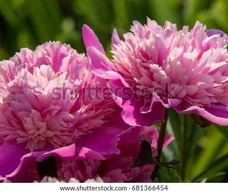 peonies. a herbaceous or shrubby plant of north temperate regions, which has long been cultivated for its showy flowers.