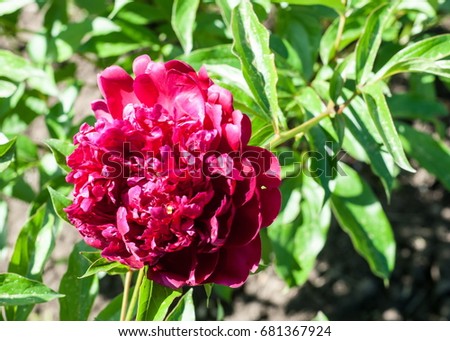 peony. Ornamental plant with large flowers, the primarily. white, pink or bright red.
