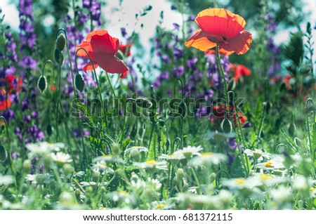Flowers Red poppies blossom on wild field. Beautiful field red poppies