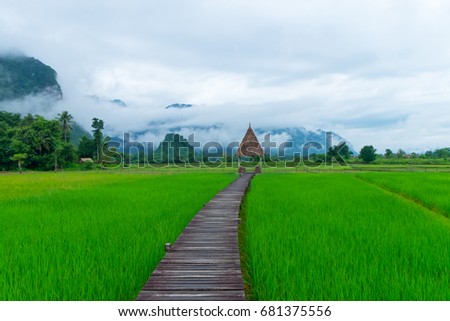 green rice field and mountain background ,vang vieng  ,laos
