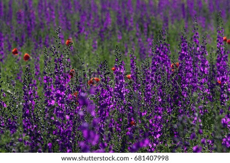Rural field with wild red poppies and blue lupines