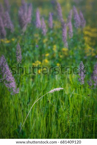 Morning tenderness of meadow flower.Good morning. Close-up.Selective focus.