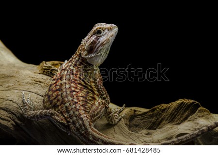 Bearded Dragon (Pogona vitticeps) ,Dunner hat Trans