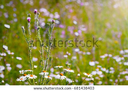 Morning tenderness of meadow flower.Good morning. Close-up.Selective focus.