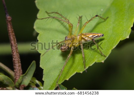 lynx spider eating insect on green leaf