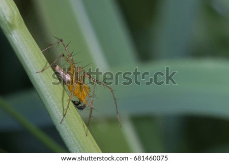 male lynx spider on leaf/waiting for hunt