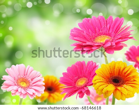 colored gerberas flowers with blur shimmer background