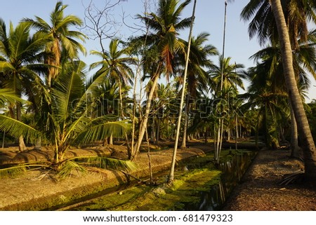 Coconut grove , Samutsongkram, Thailand